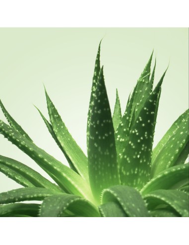 Gel de massage Nuru MixGliss Aloe Vera 150ml