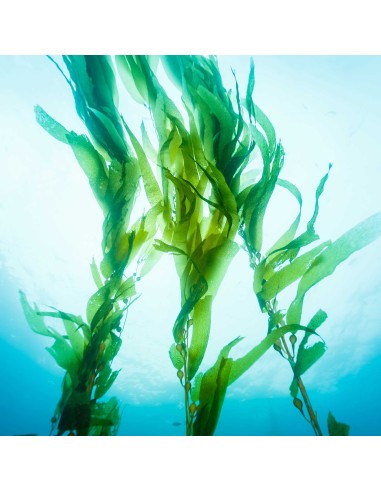 Gel de massage Nuru MixGliss Algues 150ml