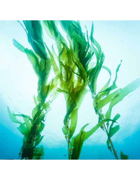 Gel de massage Nuru MixGliss Algues 150ml